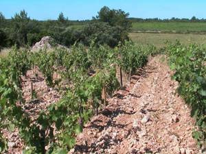 vignes