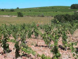 vignes