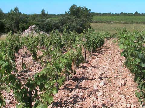 Vignes