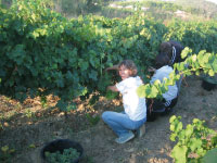 Vendanges à Langlade