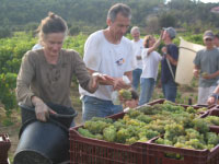 Vendanges du blanc à Langlade