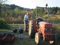 Vendanges à Langlade