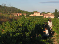 Vendanges à Langlade